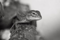 Close-up de um lagarto em um ramo, foco seletivo monocromático — Fotografia de Stock
