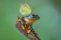 Porträt eines Schmetterlings auf einem Froschkopf, verschwommener Hintergrund — Stockfoto
