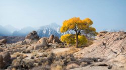 Scenic view of Lone tree in front of Mt Whitney, Alabama Hills, California, United States — Stock Photo