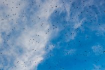 Vista panorámica de las aves que vuelan en el cielo - foto de stock