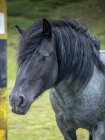 Портрет головы дикой лошади крупным планом — стоковое фото