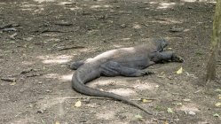 Retrato de un dragón de Komodo, vista de cerca, enfoque selectivo - foto de stock