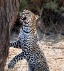 Malerische Ansicht des Leoparden, der einen Baum erschnüffelt, Samburu, Kenia — Stockfoto