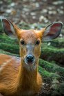 Portrait of an antelope, Indonesia — Stock Photo