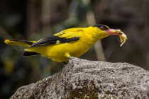 Portrait of a Black-naped Oriole carrying prey in its beak, against blurred background — Stock Photo
