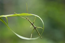 Closeup view of Stick insect on a leaf against blurred background — Stock Photo