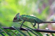 Side view of Chameleon on a branch, selective focus — Stock Photo