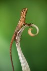 Portrait of a lizard on a leaf, closeup view, selective focus — Stock Photo