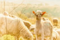 Vue panoramique de la Chèvre de Bébé dans un champ de moutons — Photo de stock