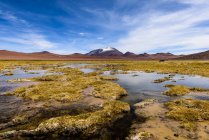 Humedales en el desierto, San Pedro de Atacama, Antofagasta, Chile - foto de stock