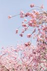 Vue panoramique sur les fleurs de fleurs de cerisier rose — Photo de stock