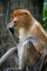 Retrato de um macaco probóscide comendo, Indonésia — Fotografia de Stock