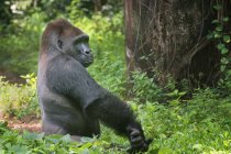 Portrait of a western lowland silverback gorilla in the jungle, Indonesia — Stock Photo