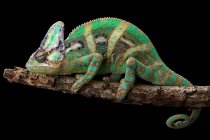 Veiled chameleon on a branch, closeup view, selective focus — Stock Photo