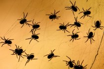 A cluster of spiderlings, selective focus — Stock Photo