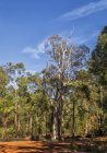 Vista panoramica sul paesaggio rurale, Perth Hills, Australia Occidentale, Australia — Foto stock