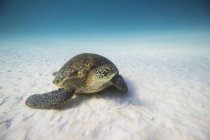 Carino tartaruga strisciare sul fondo del mare, messa a fuoco selettiva — Foto stock