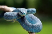 Serpiente víbora azul sobre una rama, fondo borroso - foto de stock