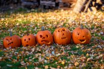 Five jack-o-lanterns lined up in a row in a garden, United States — Stock Photo