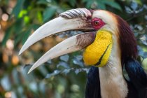 Close-up retrato de Hornbill pássaro na selva — Fotografia de Stock