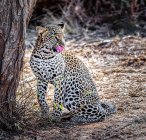 Vista panoramica del leopardo leccarsi le labbra, Kenya — Foto stock
