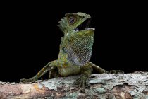 Portrait of an angry Boyd's Forest dragon, closeup view, selective focus — Stock Photo