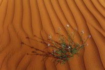 Flowers growing in the desert, Saudi Arabia — Stock Photo