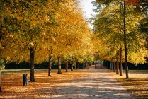 Treelined footpath in a park, Berlin, Germany — Stock Photo