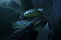 White lipped pit viper hiding in the forest undergrowth, blurred background — Stock Photo