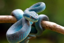 Serpente víbora azul em um ramo, foco seletivo — Fotografia de Stock