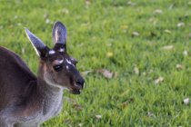 Retrato de un canguro gris occidental - foto de stock
