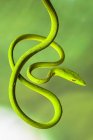 Portrait of a coiled tree snake, blurred background — Stock Photo