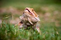 Bearded dragon in the grass, closeup view, selective focus — Stock Photo