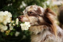 Merle Chihuahua dog smelling flowers in a garden — Stock Photo