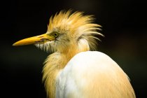 Portrait of Reef Egret crane against blurred background — Stock Photo
