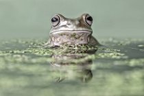 Retrato de una rana de árbol volcada en un estanque, fondo borroso - foto de stock