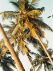 Живописный вид на пальмовые деревья на пляже, Гоа, Индия — стоковое фото