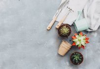 Primo piano vista di piante in vaso e attrezzi da giardinaggio — Foto stock