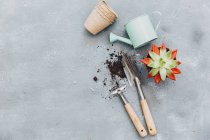 Рослина кактус з інструментами для садівництва — стокове фото