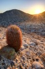 Scenic view of Barrel Cactus at Sunrise, Anza-Borrego Desert State Park, California, America, USA — Stock Photo