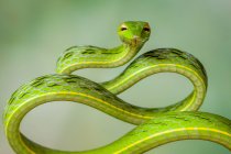 Retrato de uma cobra de árvore enrolada, foco seletivo — Fotografia de Stock