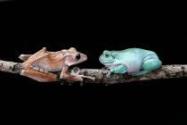 Eared tree frog and dumpy tree frog sitting on branch, black background — Stock Photo