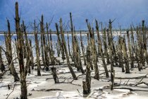 Мертвые деревья на берегу озера во время ливня, Западный Кейп, Южная Африка — стоковое фото