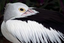 Nahaufnahme eines weißen Pelikans — Stockfoto