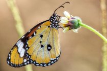 Бабочка сидит на маленьком медленнее, крупным планом — стоковое фото