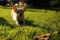 Chihuahua cão esticando-se na grama jardim — Fotografia de Stock