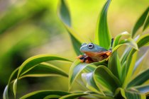 Вид крупным планом яванской древесной лягушки, сидящей на листе — стоковое фото