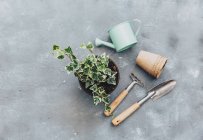 Closeup view of Ivy plant with gardening tools — Stock Photo