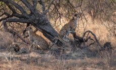 Vista panorámica de cuatro cachorros de guepardo bajo un árbol, Kenia - foto de stock