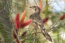 Red Wattlebird perched in a tree against blurred background — Stock Photo